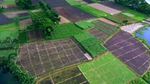 Aerial view of vegetable fields