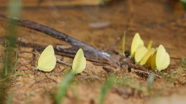 A photograph of yellow butterflies feeding on the ground at a Unilever protection and restoration site in Sabah, Malaysia, with green vegetation in the foreground.